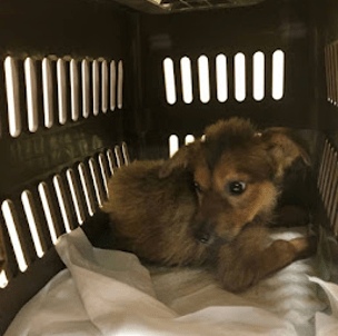 📌お迎えしてからがスタート。保護犬をどこからお迎えするか？