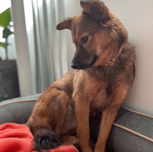 ペット産業に吞まれるな。お役立ちペットグッズ情報あれこれ。