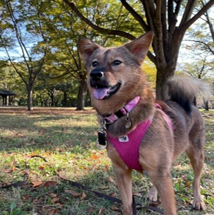 調教型ではない、犬の尊厳を大切にし、パートナーシップを築くトレーナーさん一覧