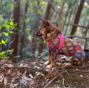 万が一のお守り。逸走対策にAirTag装着のすすめ。