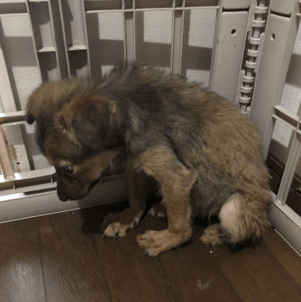 【NEW！】ヒメのお母さん